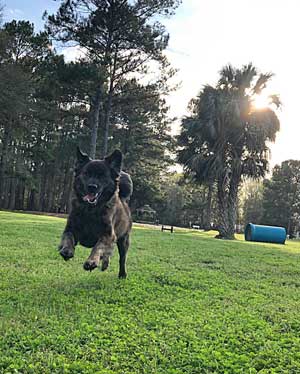 Our happy dogs