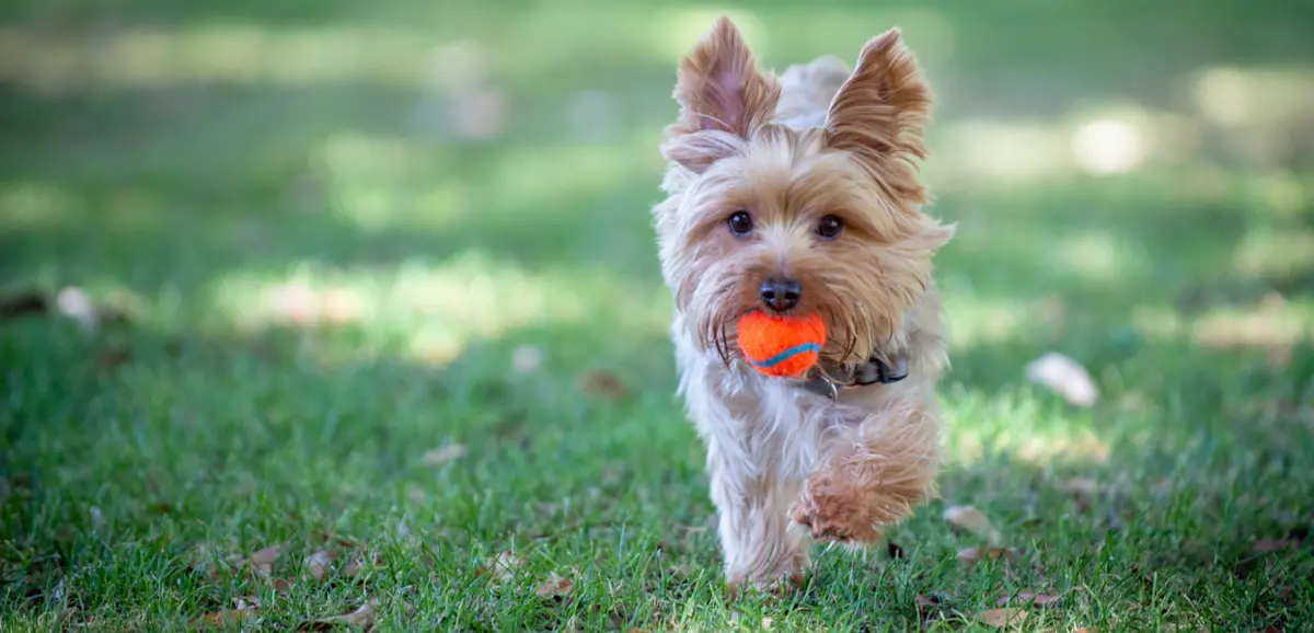dog with a ball