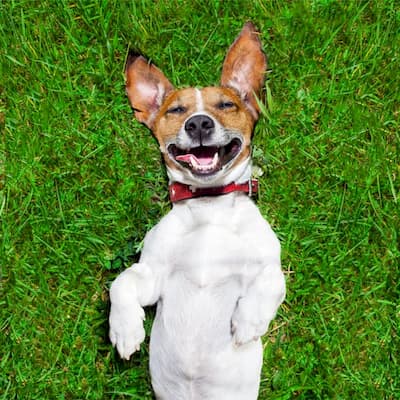 Happy dog